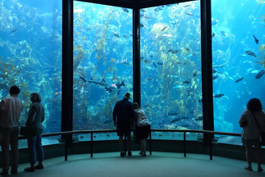 Monterey Bay Aquarium visitors at the large-scale kelp forest tank in Monterey, California, picture