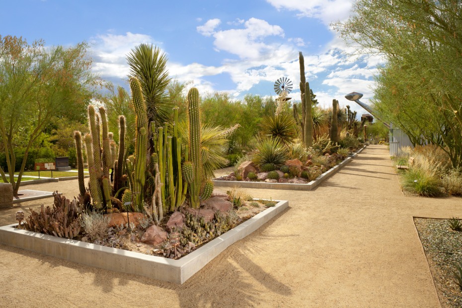 walking paths with cactus gardens at Springs Preserve in Las Vegas, Nevada, picture