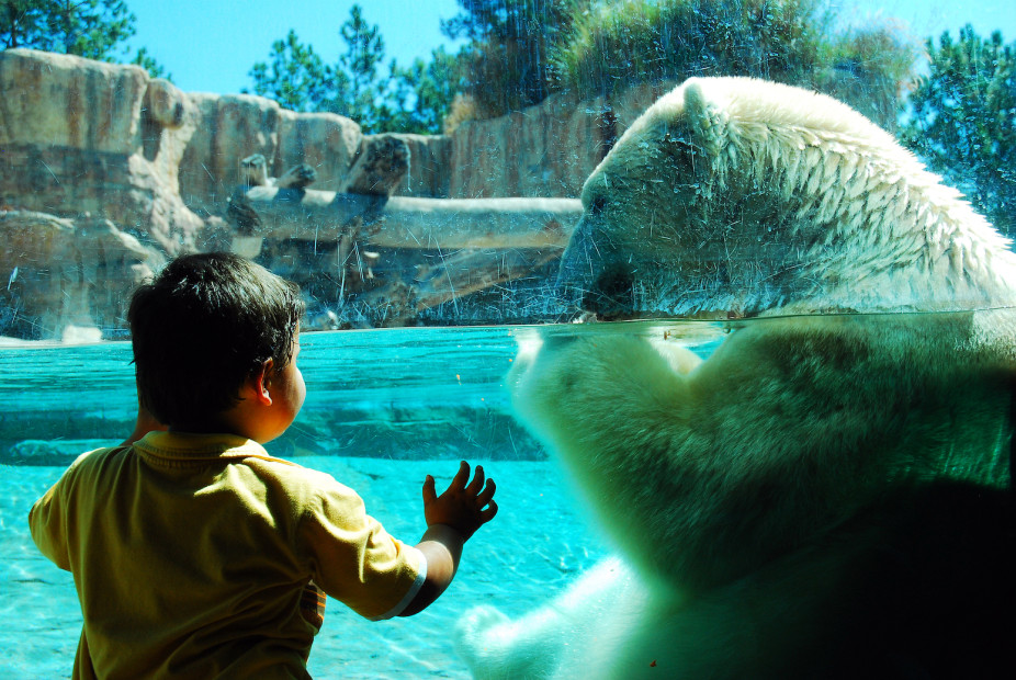 Polar bear and child at San Diego Zoo, picture