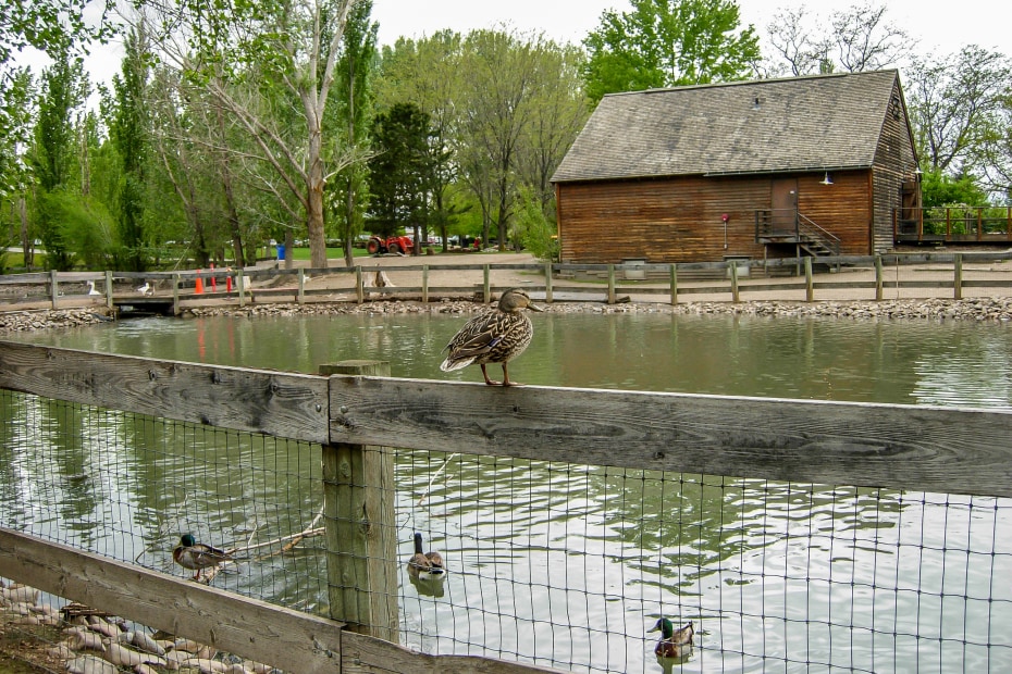 ducks at Wheeler Historic Farm, image