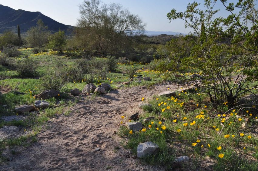 A dirt trail surrounded by greenery in Phoenix's South Mountain Park and Preserve, photo