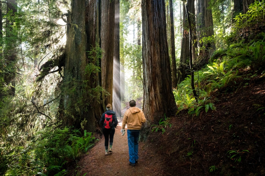 Fog rolling through the trees at Redwood National and State Parks in California, photo