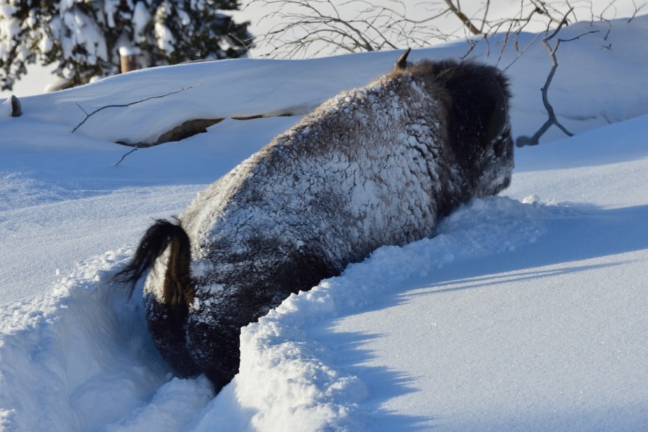 picture of a buffalo walking through the snow during winter in Yellowstone.