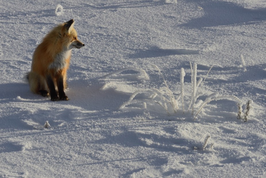 picture of a fox sitting in the sun on the snow in Yellowstone