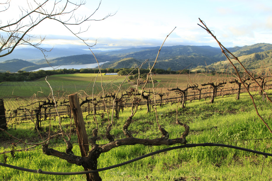 the grapevines and lake view at Chappellet Winery in St. Helena, picture