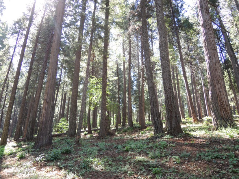 tree grove in Eldorado National Forest, photo