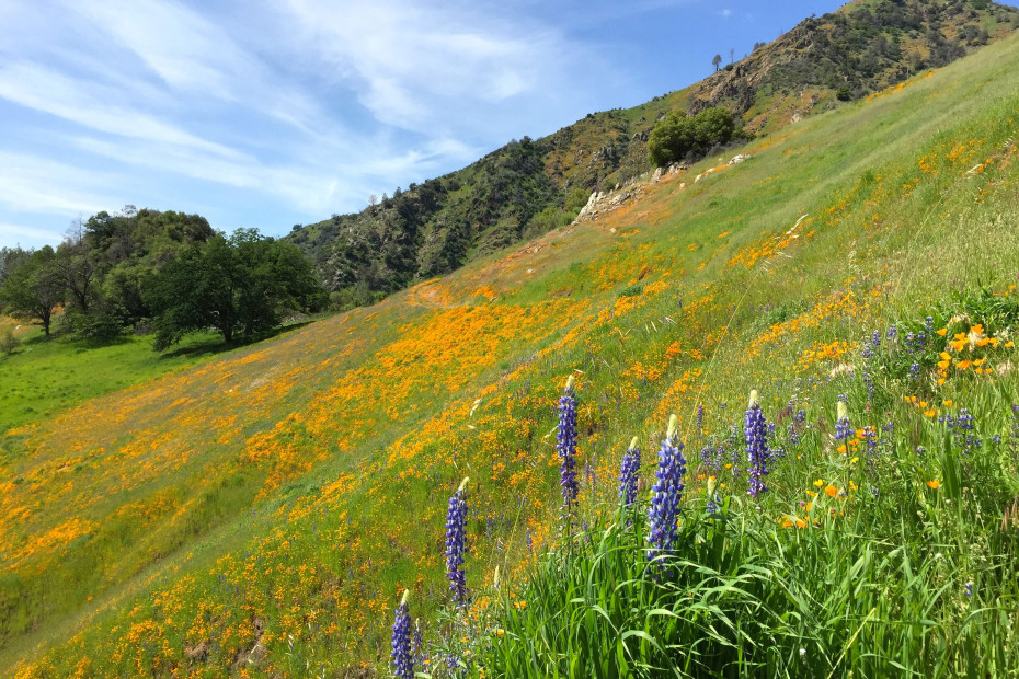 Merced River Recreation Area Spring Wildflowers, picture