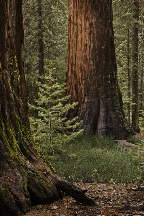 Yosemite Mariposa Grove, California, picture