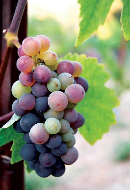 pinot noir grapes ripen on the vine in the Santa Cruz region, California, image