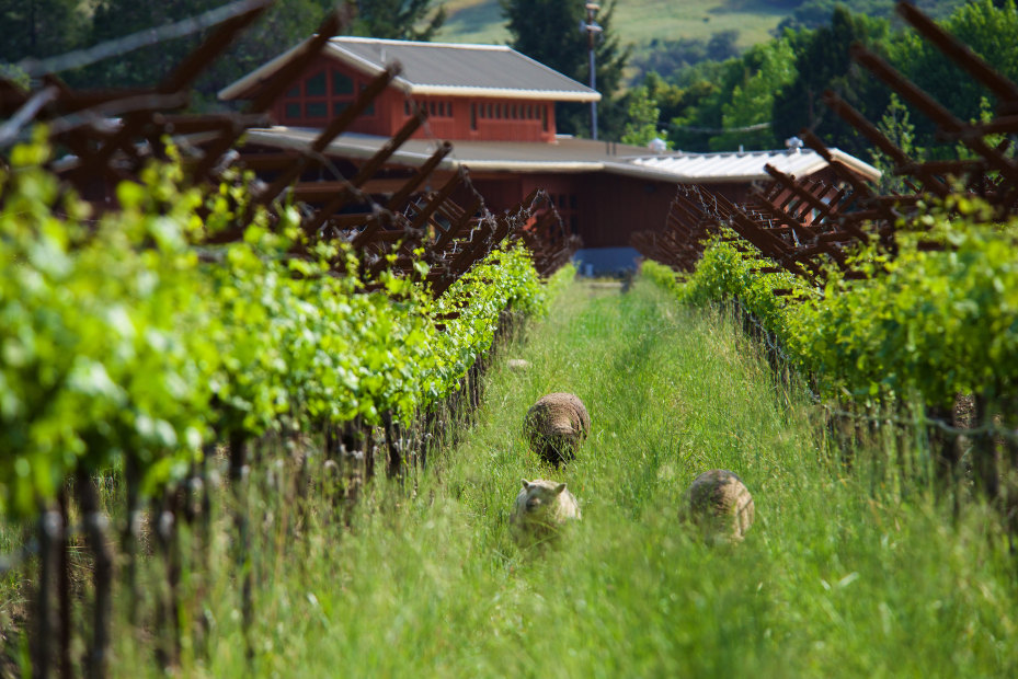 Pennyroyal’s babydoll sheep graze the estate’s vineyard in Boonville, California.