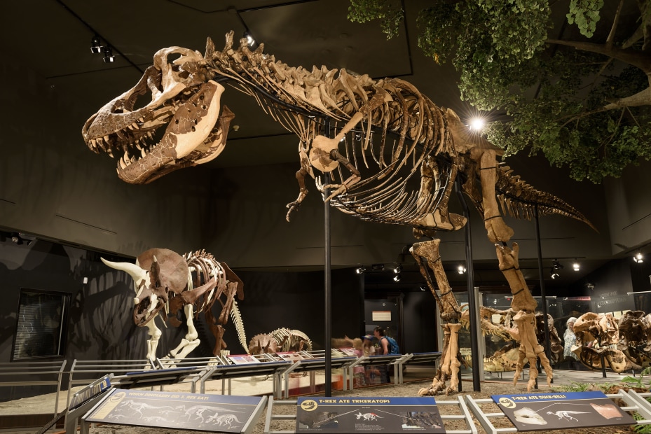 Museum of the Rockies dinosaur skeleton bones, picture