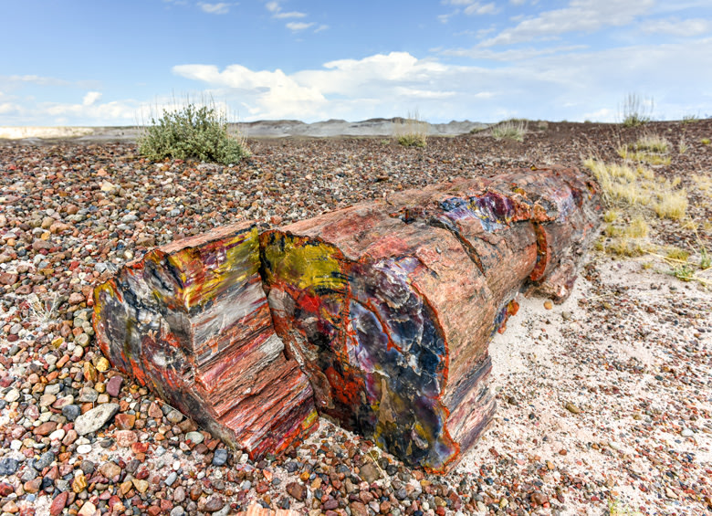 The Crystal Forest in the Petrified Forest National Park in Arizona, picture