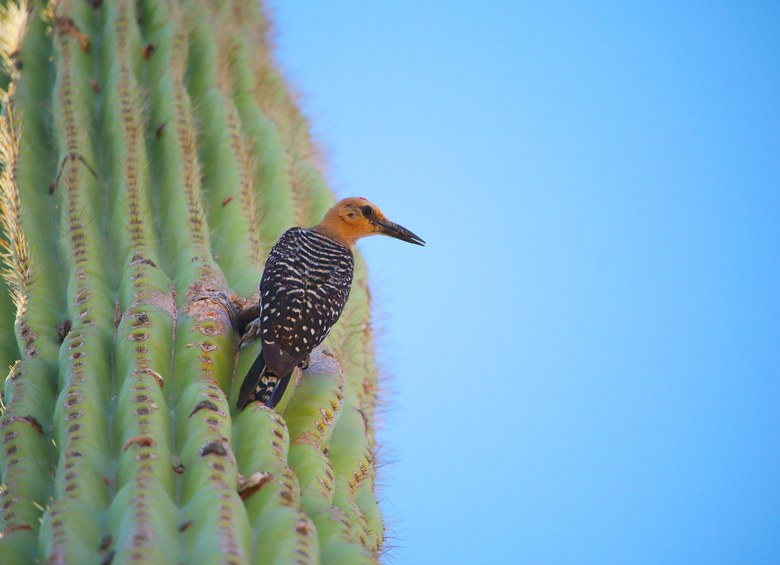 A gila woodpecker on a saguaro cactus at Saguaro National Park in Arizona, picture