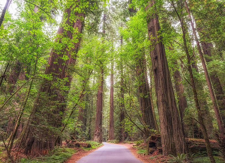 towering redwoods at Founders Grove in the Avenue of the Giants, Humboldt County, California, picture