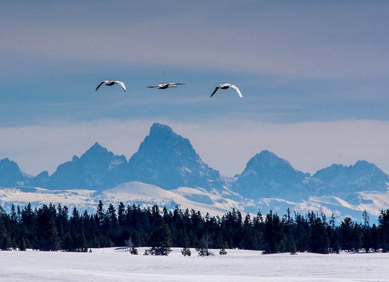 trio of Trumpeter swans take flight over snowy landscape with Tetons behind at Harriman State Park, Idaho, picture
