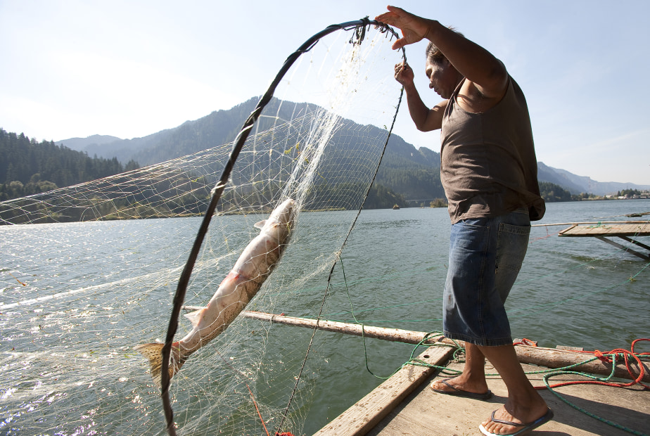 an angler uses a hoop net to catch salmon, image