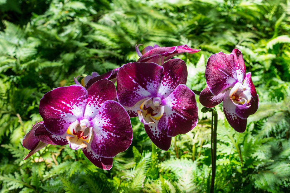 Orchids at the Hawaii Tropical Botanical Garden, picture