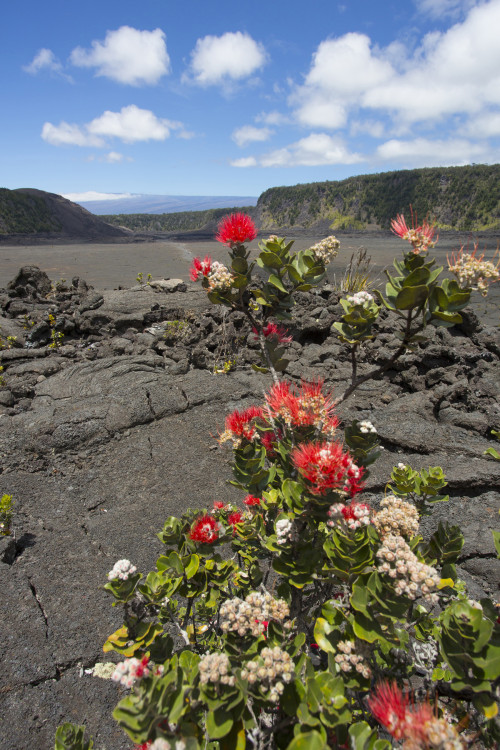 Lehua blossoms along the Kilauea Iki Trail, Hawaii, picture