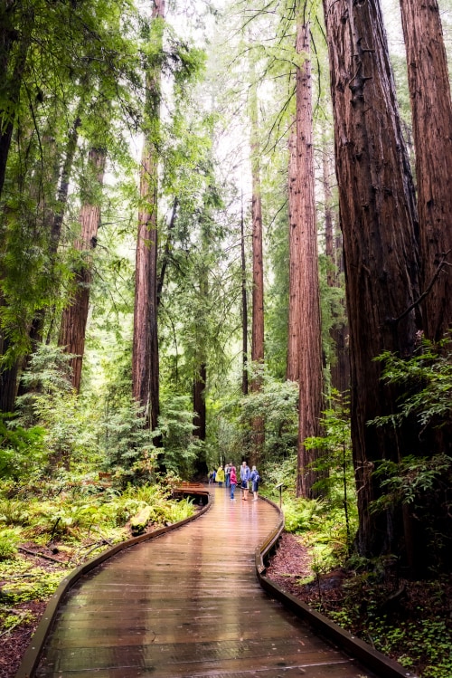 Redwoods tower over hikers as they walk on a platform trail in Muir Woods National Monument, image