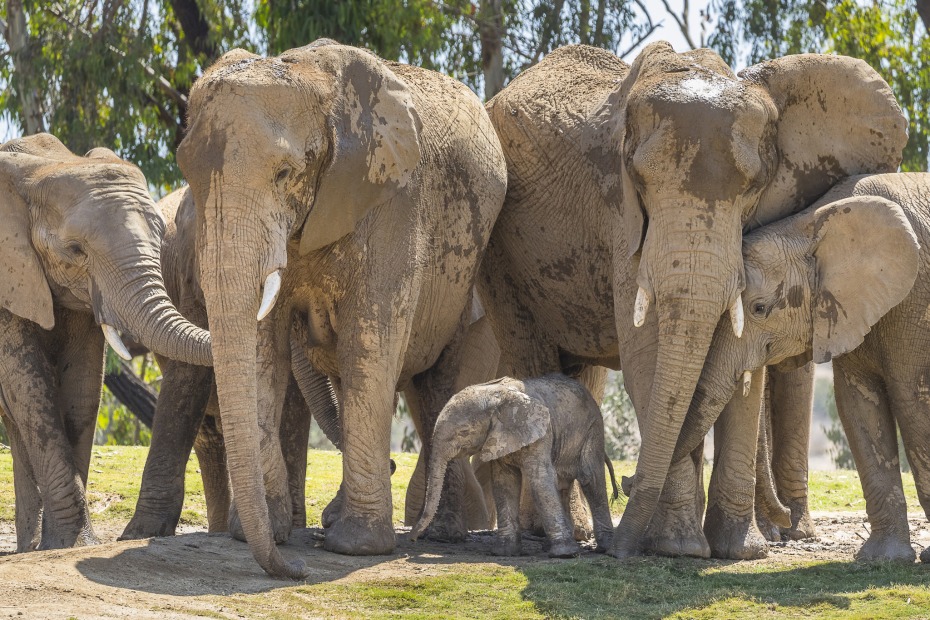 baby elephant Umzula-zuli born August 2018 at the San Diego Zoo Safari Park, Southern California, picture