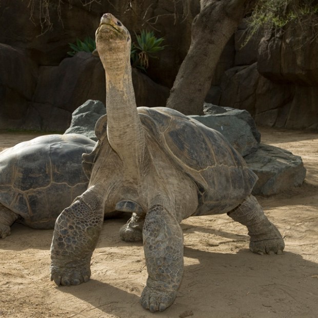 Galapagos tortoise in trancelike state at the San Diego Zoo, Southern California, picture 
