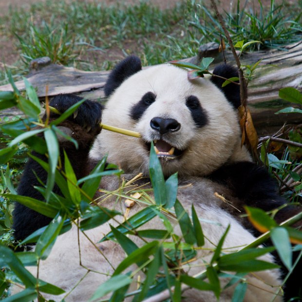 Giant panda Bai Yun relaxing at the San Diego Zoo, Southern California, picture 