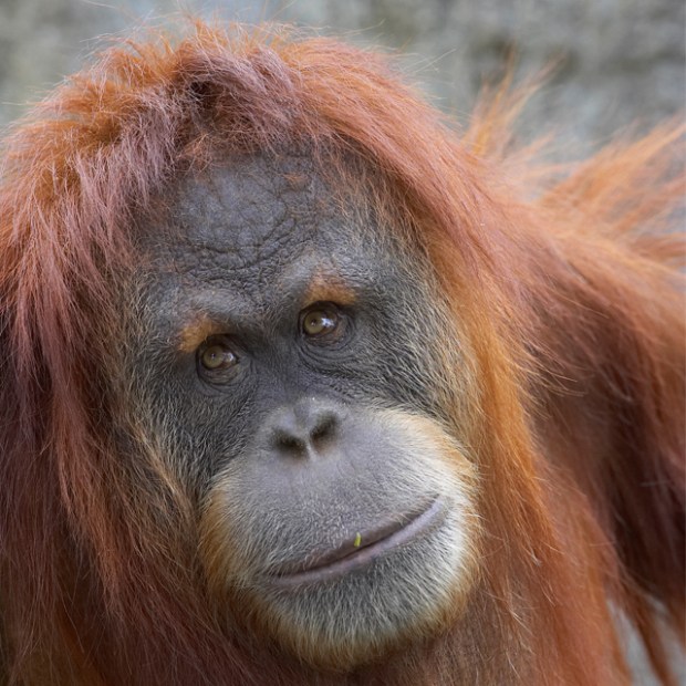 Sumatra orangutan, Karen, at the San Diego Zoo, Southern California, picture 