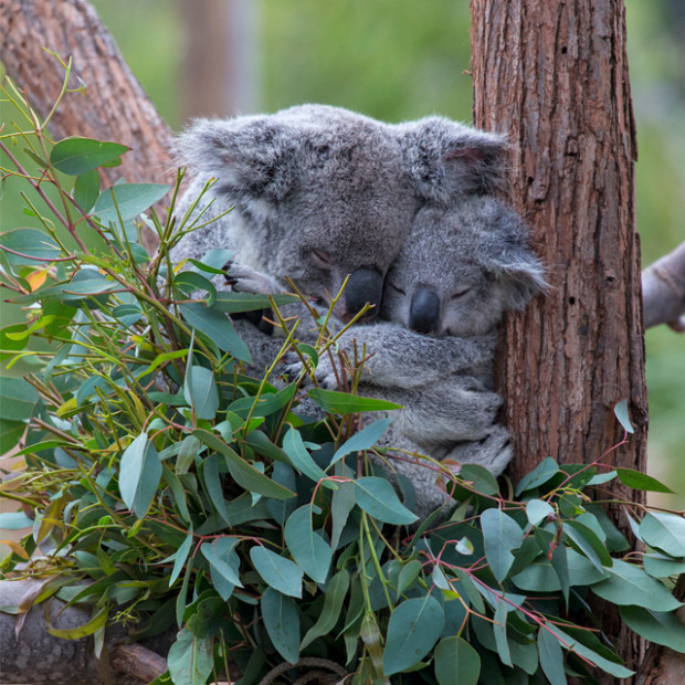 koala baby and mother at the San Diego Zoo, Southern California, picture 