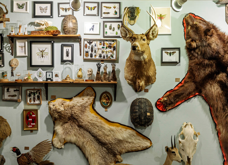 eclectic wall display with taxidermy, butterflies, turtle shells and more at Ballyhoo in Seattle, Washington, picture