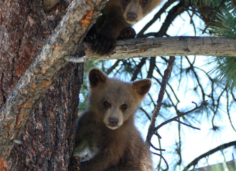 Black bear cub looks down from a tree in Bear Valley, California, photo
