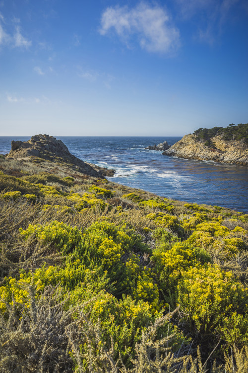 a gorgeous image of Point Lobos and the Pacific, picture