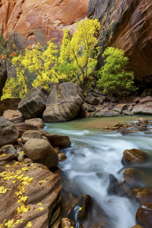 virgin river flows by sharp cliffs in autumn at the Narrows in Zion National Park, picture