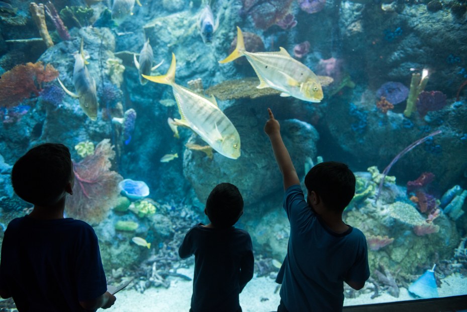 children pointing at fish in an aquarium tank, picture