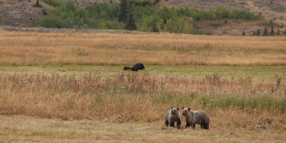 grizzly bear pair in field during summer at Tom Miner Basin, Montana, near Yellowstone National Park, picture