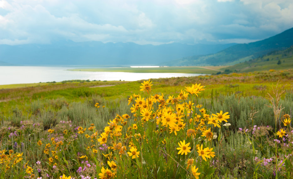 Hebgen Lake near West Yellowstone in Montana, picture