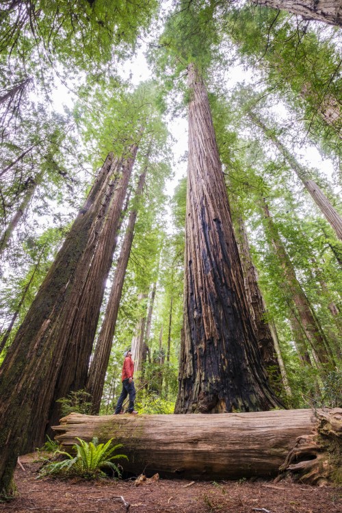towering redwoods at Stout Grove, CA, image