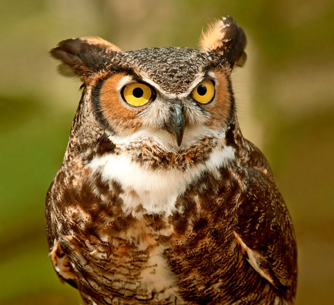 a great horned owl, image