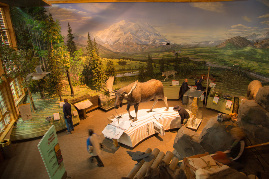 a moose on display at the Denali Visitor Center, image