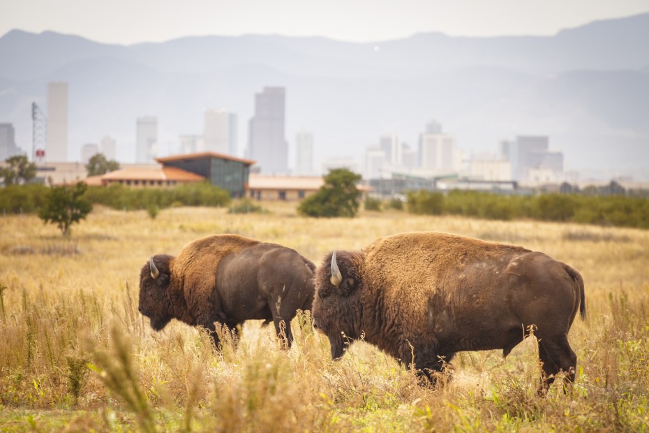 bison at the Rocky Mountain Arsenal National Wildlife Refuge with the city of Denver in the background, picture