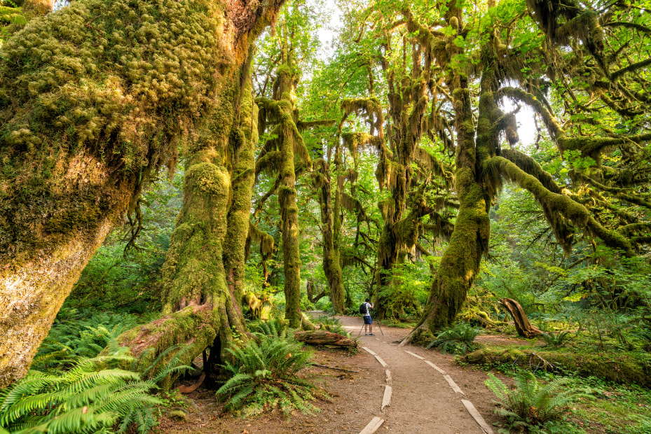 Maple Grove in the Hoh Rainforest, Olympic National Park, Washington, picture