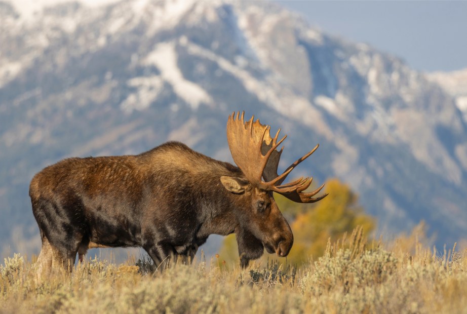 Bull moose in Grand Teton National Park, image