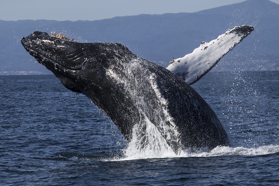 Humpback whale breaching, picture