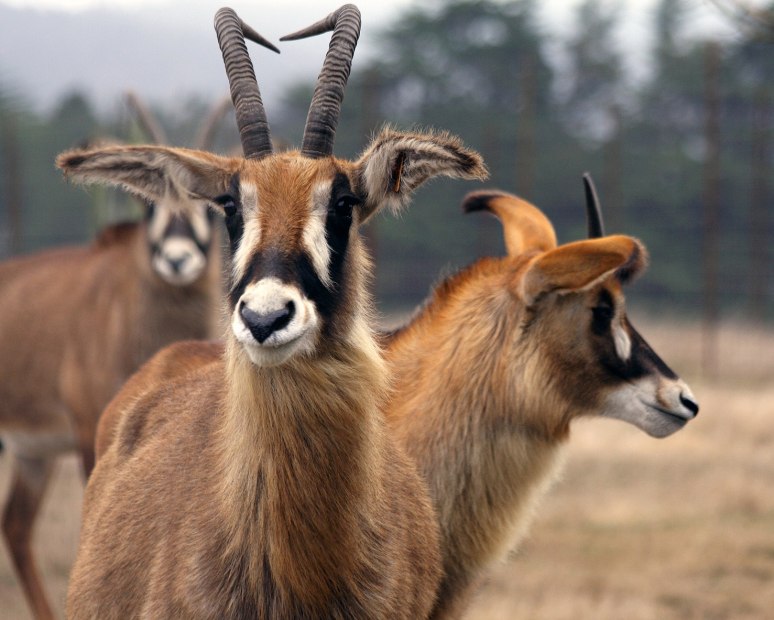 Antelope at B. Bryan Preserve, picture