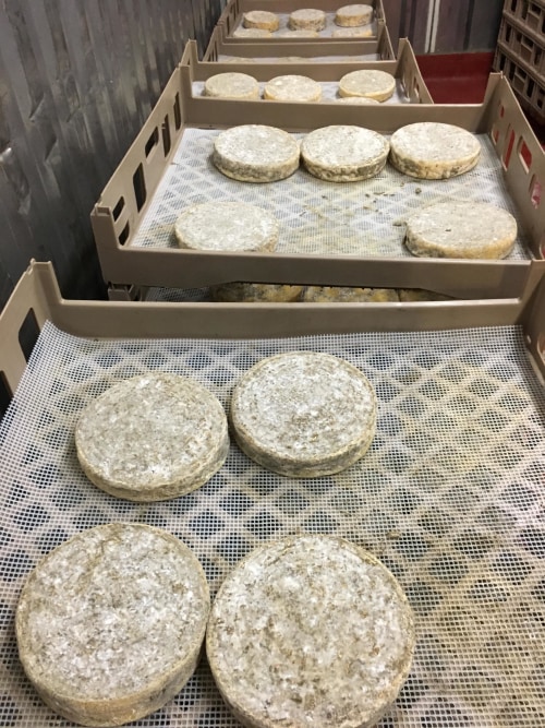 Cheese wheels in the aging room at Bohemian Creamery, image