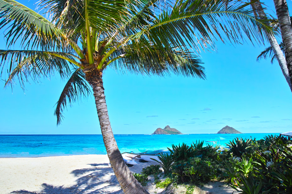 blue ocean and palm trees at Hawaii's Lanikai Beach, picture