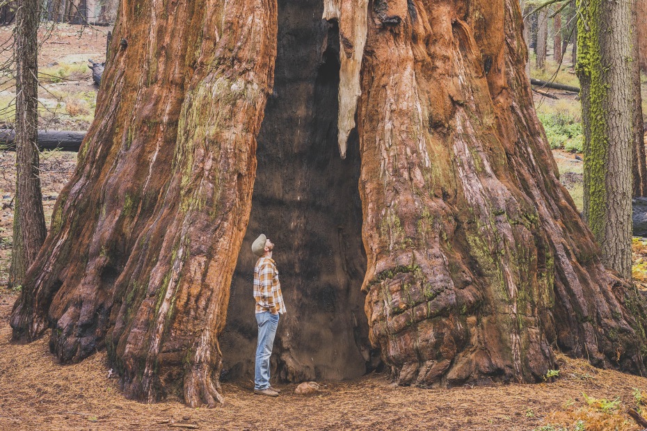 man stands inside a Sequoia redwood, picture