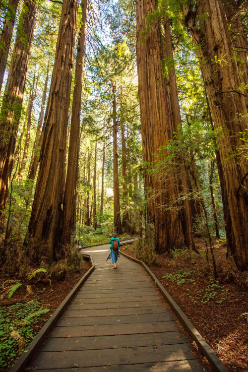 A boardwalk trail in Muir Woods National Monument, image