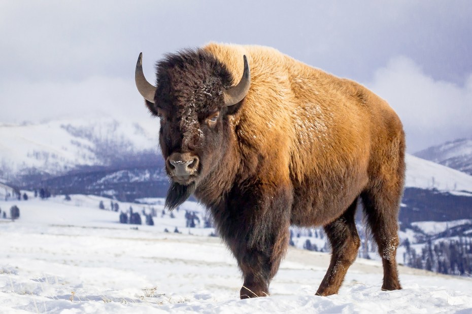 A bison stands in the snow in Yellowstone National Park.