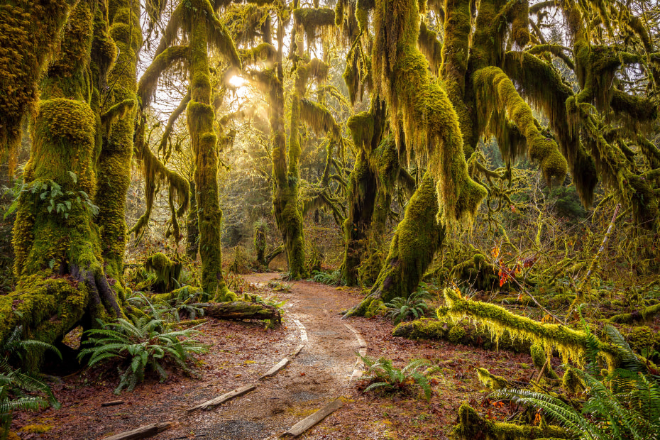 Moss clings to the trees in Olympic National Park's Hoh Rain Forest in Washington state.