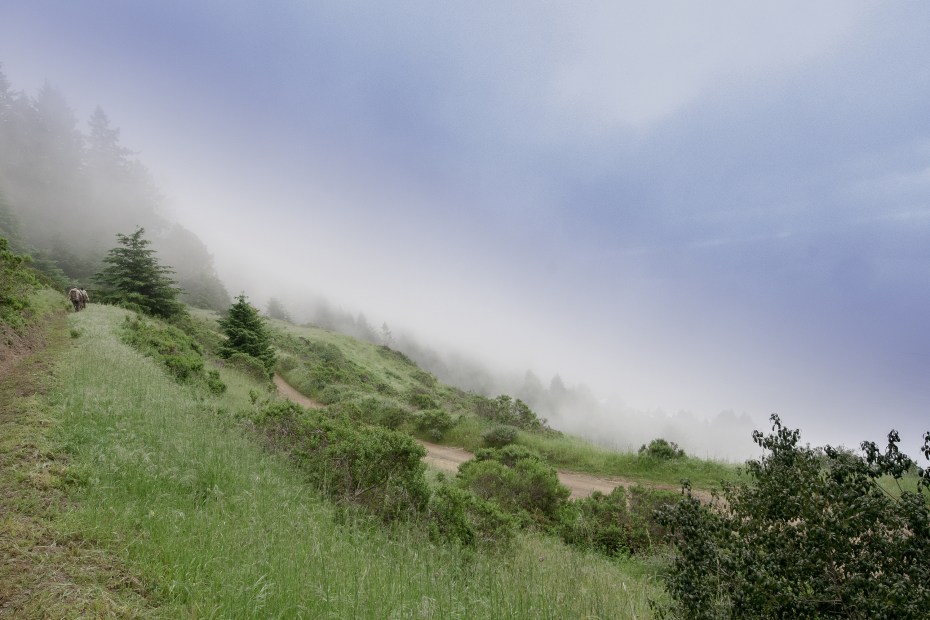 Grassy hills and bluffs along the Peter Douglas Trail in Mendocino County, photo